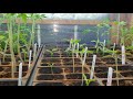 Garden Tomato seed in green house 2021