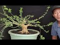 PENJELASAN ILMU BONSAI