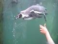 Woodland park zoo penguins