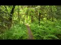 Dreamy Forest Walk in the Seymour Valley, North Vancouver BC Canada