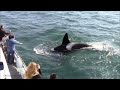 Best of Whale Watching, Monterey California as of 7.16.2016