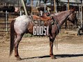 GOOSE- Registered 2017 model AQHA gelding