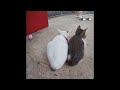 🤣❤️ So Funny! Funniest Cats and Dogs 2024 🐱🐕 Funny Animal Videos # 24