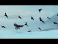 This Huge Eagle even attacks Goats and Rams! Golden Eagle - master of the air!