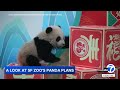 San Francisco Zoo possibly one step closer to receiving Giant Pandas from China