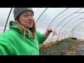 Planting Ranunculus in the Hoophouse : Flower Hill Farm