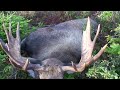 2014 Newfoundland Moose Hunt