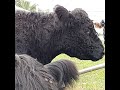 Miniature Belted Galloway Cows