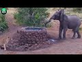 30 Unbelievable Elephant Attacks & Interactions Caught On Camera!