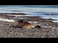 Seal having nap on beach