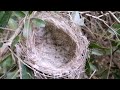 Birds feeding their chicks #nestingbirds