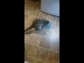 It's snack time 4 Daryl the Raccoon!