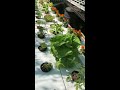 Aquaponics | Grow your own food