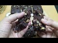 Walnut Brownie Recipe | Fudgy Walnut Brownie Recipe | without oven and beater