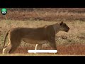 15 Moments Lion Hunting Prey With No Mercy | Animal World