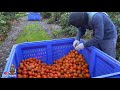 INCREÍBLE COSECHA DE MANDARINA POR CONTRATO/ESTE AÑO SE DIO MUCHÍSIMA FRUTA /AMAZING TANGERINE