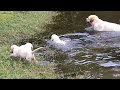 Labrador Father Teaches Puppies To Swim ADORABLE!!