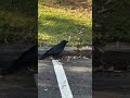 Crow struttin around almost gets swooped on by another bird