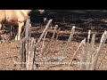 Our Horse Poncho caught making friends with a Wild Coyote