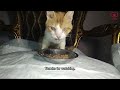 Miserable blind cat crying for help rescue cat before & after 7 months