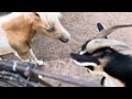 Goats turn on each other