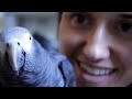 Amazing talking parrots documentary with African Greys!