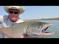 Large Sacramento Delta Striper On the fly