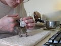 Hand-feeding 9-day old baby dove