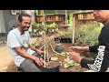 Cara Mudah Membuat Bonsai Waru Pecah Batang Bersama Kang Yono Lampung