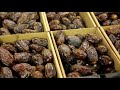 Awesome Dates Palm Cultivation in desert - Dates Palm Farm and Harvest - Dates Processing Factory