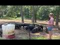 Summertime Chores at the Farm