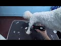 Grooming A Matted Bichon With Very Bad Ear Condition