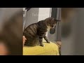 New Funny Animals 2024 😅 Funniest Cats and Dogs Videos 😹🐶 Part 2