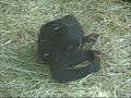 chimps celebration of freedom from 30 year lab testing
