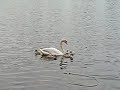 Swan feeding her ducklings