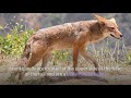 Coyote || Description, Characteristics and Facts!