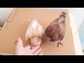 Hand Feeding Baby Pigeons | اطعام زغاليل الحمام بشكل يدوي