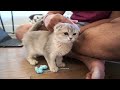 First day of a Scottish Fold kitten at her new home (with captions) | @gobi.scottishfold