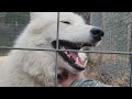 Petting a White Wolf (High Content Wolfdog)