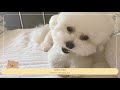 Vlog | 24 Hours With My Dog | First Time Dog Mom | Bichon Frise 🐶🇺🇸[ENG/KRN]