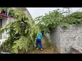 Cut down overgrown trees in the garden - Clean up to transform the abandoned house beautifully