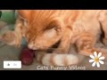 Try Not to laugh Funny animals videos 2024😺-funniest and FUNNY videos Cats,dogs😺 part 76