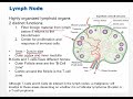 Chapter 11 Video   Disorders of Leukocytes