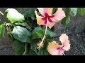 amazing  health benefits of hibiscus plant @herbal_goldrush