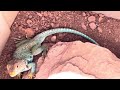 FEEDING COLLARD LIZARD - Grasshopper