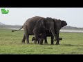 Elephants get rapid medical treatment for their sickness | lifesaving medical care for elephants