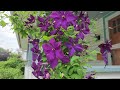 Clematis Plant Care and Mini Tour