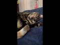 Cat sleeps with blep