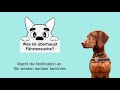 Magyar Vizsla - Ein Interview - über #vizsla Charakter, Aussehen, Alltagsleben, Futter #happypets