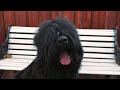 This dog means SERIOUS business 😈 | Black Russian Terrier
